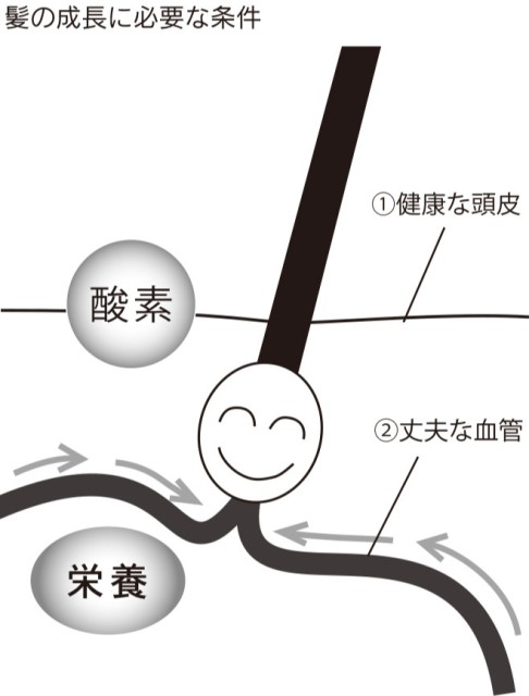 髪の成長に必要な条件
